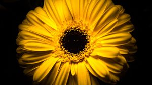 Preview wallpaper flower, yellow, macro, closeup, bloom