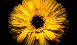 Preview wallpaper flower, yellow, macro, closeup, bloom