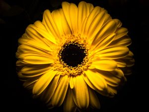 Preview wallpaper flower, yellow, macro, closeup, bloom