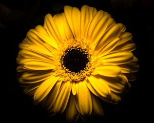 Preview wallpaper flower, yellow, macro, closeup, bloom