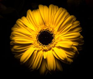 Preview wallpaper flower, yellow, macro, closeup, bloom