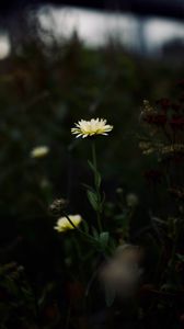 Preview wallpaper flower, yellow, macro, wild, plant