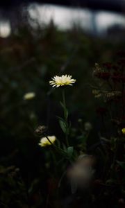 Preview wallpaper flower, yellow, macro, wild, plant