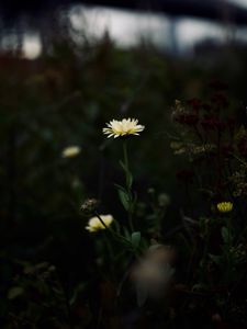Preview wallpaper flower, yellow, macro, wild, plant