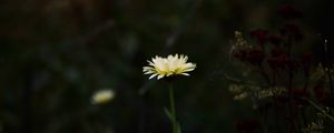 Preview wallpaper flower, yellow, macro, wild, plant