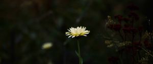 Preview wallpaper flower, yellow, macro, wild, plant