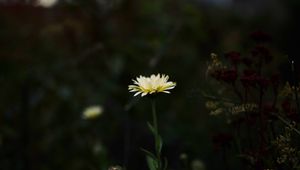 Preview wallpaper flower, yellow, macro, wild, plant