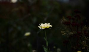 Preview wallpaper flower, yellow, macro, wild, plant