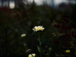 Preview wallpaper flower, yellow, macro, wild, plant