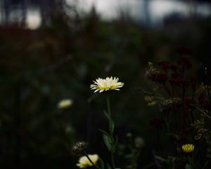 Preview wallpaper flower, yellow, macro, wild, plant