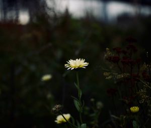 Preview wallpaper flower, yellow, macro, wild, plant