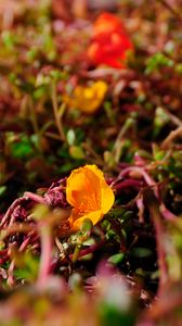 Preview wallpaper flower, yellow, macro, plant, closeup