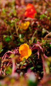 Preview wallpaper flower, yellow, macro, plant, closeup