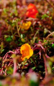 Preview wallpaper flower, yellow, macro, plant, closeup