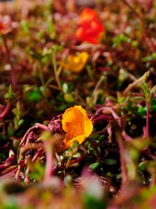 Preview wallpaper flower, yellow, macro, plant, closeup