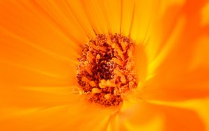 Preview wallpaper flower, yellow, macro, pollen