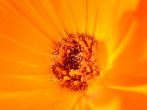 Preview wallpaper flower, yellow, macro, pollen