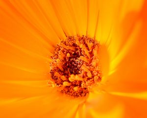 Preview wallpaper flower, yellow, macro, pollen