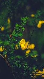 Preview wallpaper flower, yellow, macro, grass
