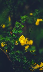Preview wallpaper flower, yellow, macro, grass