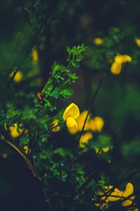 Preview wallpaper flower, yellow, macro, grass