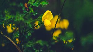 Preview wallpaper flower, yellow, macro, grass