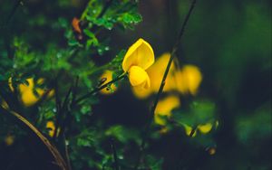 Preview wallpaper flower, yellow, macro, grass