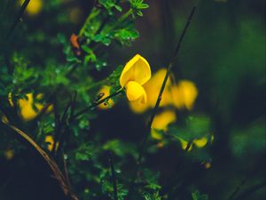 Preview wallpaper flower, yellow, macro, grass