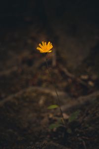 Preview wallpaper flower, yellow, macro, plant, minimalism