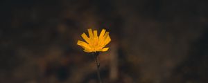 Preview wallpaper flower, yellow, macro, plant, minimalism