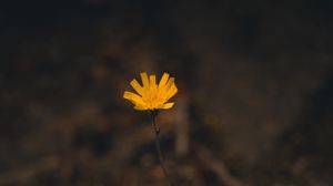 Preview wallpaper flower, yellow, macro, plant, minimalism