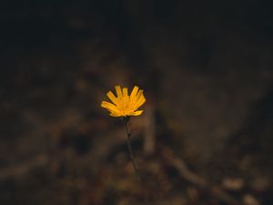 Preview wallpaper flower, yellow, macro, plant, minimalism