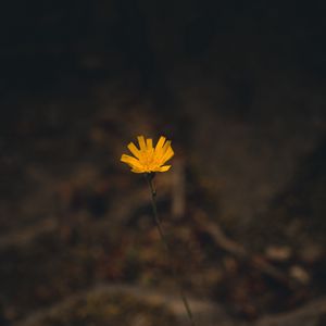 Preview wallpaper flower, yellow, macro, plant, minimalism