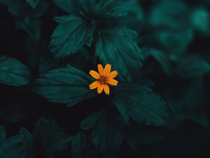 Preview wallpaper flower, yellow, macro, plant