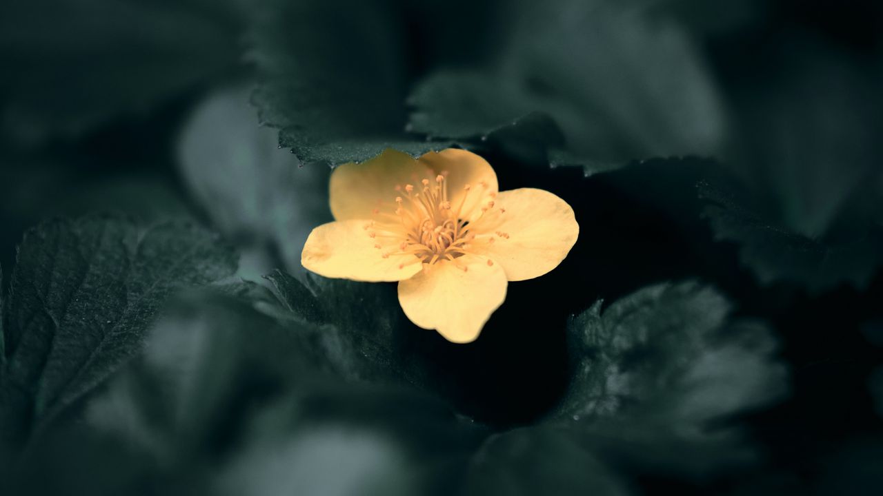 Wallpaper flower, yellow, macro, plant, bloom