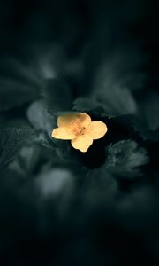 Preview wallpaper flower, yellow, macro, plant, bloom