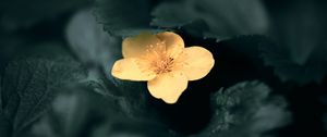 Preview wallpaper flower, yellow, macro, plant, bloom