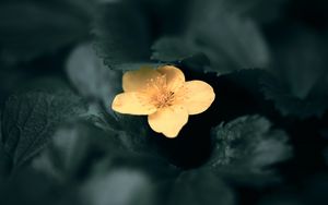 Preview wallpaper flower, yellow, macro, plant, bloom
