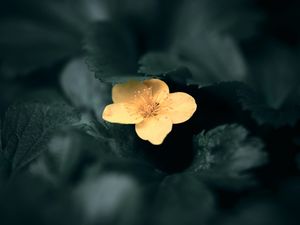 Preview wallpaper flower, yellow, macro, plant, bloom