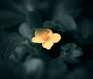 Preview wallpaper flower, yellow, macro, plant, bloom