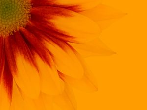 Preview wallpaper flower, yellow, macro, minimalism