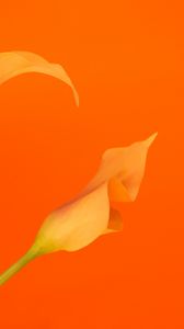 Preview wallpaper flower, yellow, orange, macro, plant