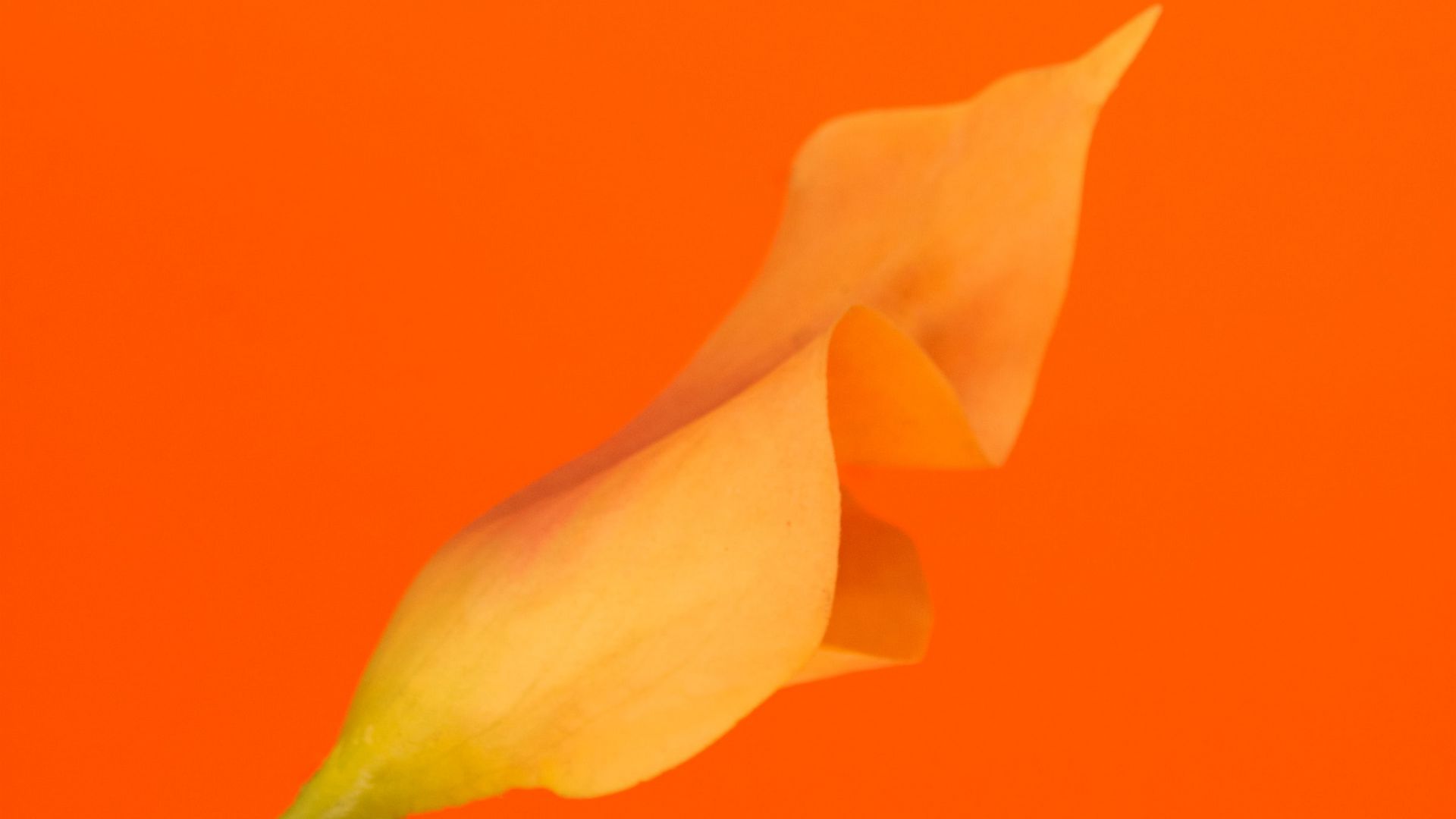 Download wallpaper 1920x1080 flower, yellow, orange, macro, plant full