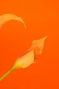 Preview wallpaper flower, yellow, orange, macro, plant