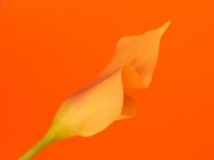 Preview wallpaper flower, yellow, orange, macro, plant