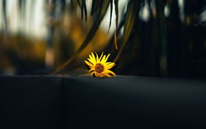 Preview wallpaper flower, yellow, palm, branch, leaves