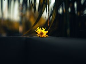 Preview wallpaper flower, yellow, palm, branch, leaves