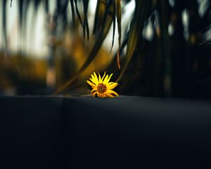 Preview wallpaper flower, yellow, palm, branch, leaves