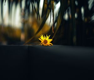 Preview wallpaper flower, yellow, palm, branch, leaves