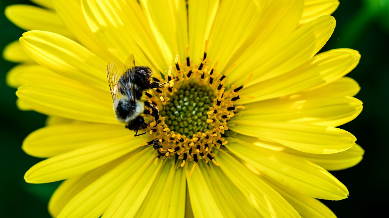 Wallpaper flower, yellow, petals, bumblebee, insect, macro